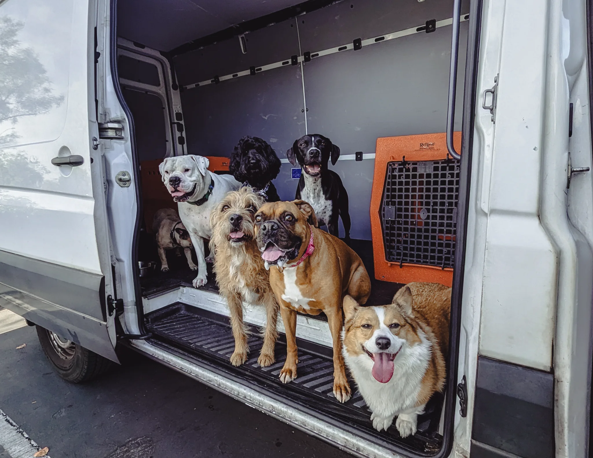 A happy group of BarkClub dogs ready for their outing