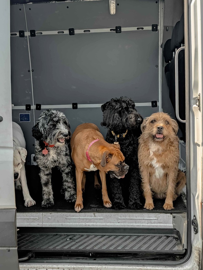 A BarkClub dog portrait