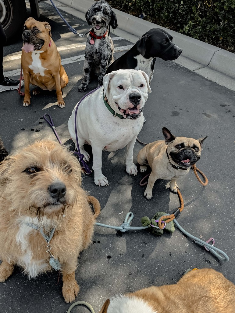 BarkClub dogs together