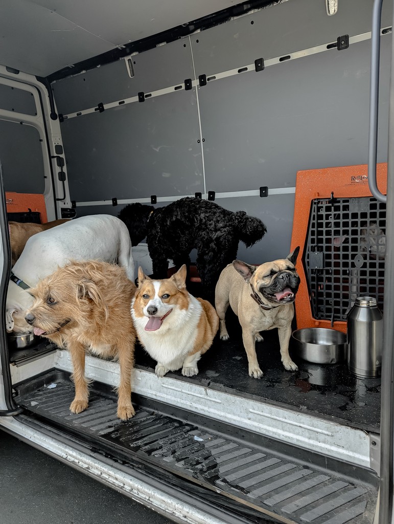 A small group of BarkClub dogs ready for transport