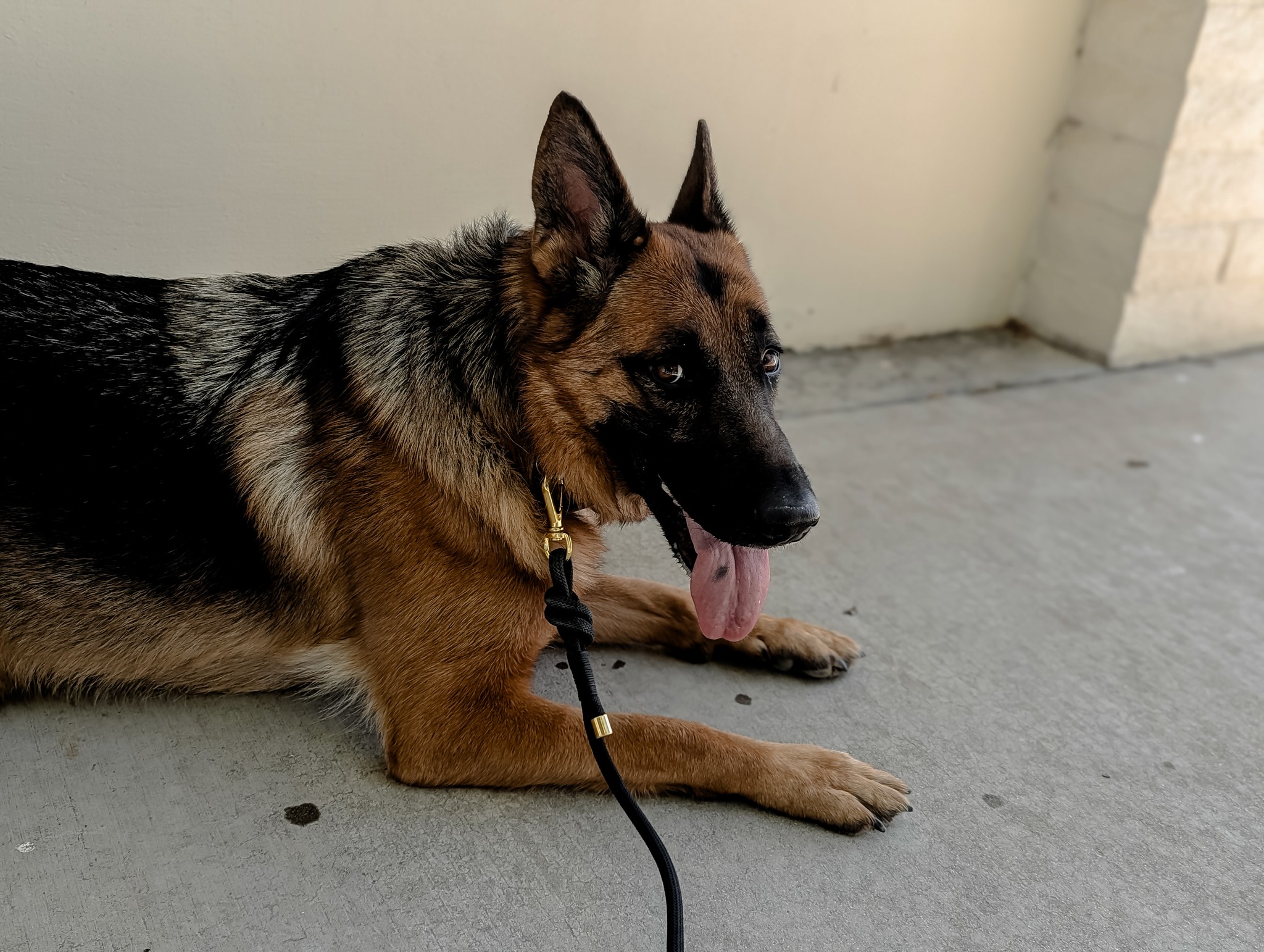 A BarkClub dog resting after a structured walk